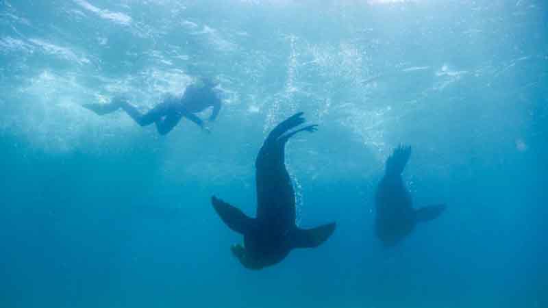 Get up close and personal with friendly Australian Fur Seals on a unique 2-hour snorkelling tour!